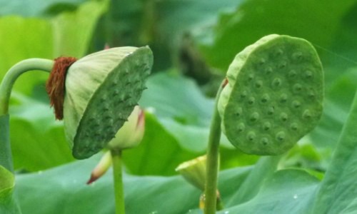 碧莲盛品牌介绍-碧莲盛bht与sht区别网—知名的碧莲盛SHT和BHT技术有什么区别网站,分享碧莲盛NHT技术好在哪知识